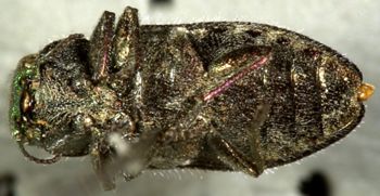 Media type: image;   Entomology 24443 Aspect: habitus ventral view